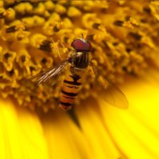 Hover Fly On Big Yellow Sunflower Stock Images
