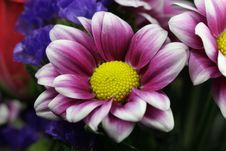 Purple Chrysanthemum Stock Photos Purple Chrysanthemum Stock Photos