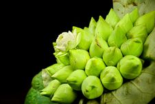 Fresh Lotus Bud Bouquet Stock Image Fresh Lotus Bud Bouquet Stock Image