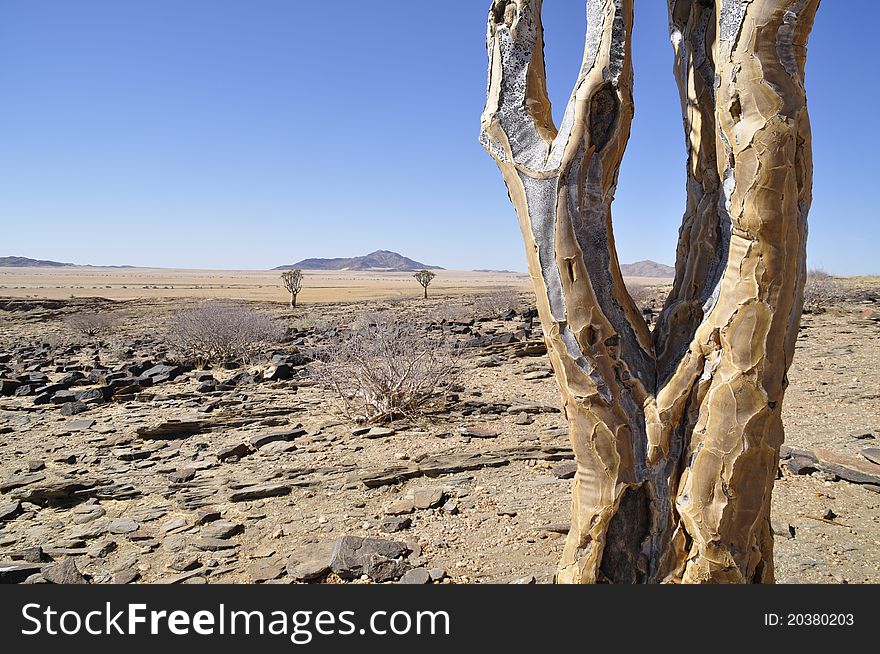 Namibia Trees in Arid Desert. Namibia Trees in Arid Desert
