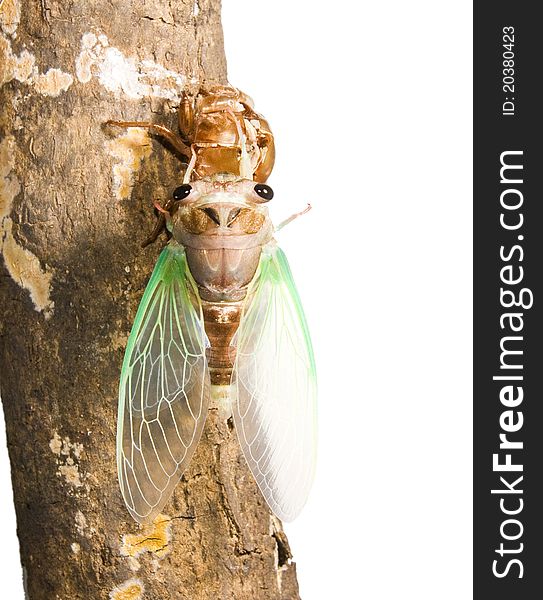 Cicada Metamorphosis. Last Molt - The Transfor