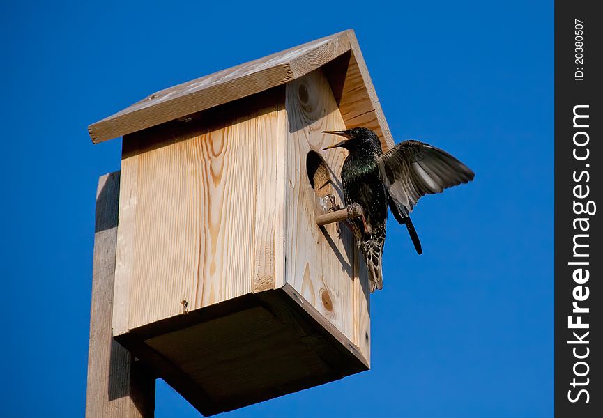 Blackbird with open wings at the birdhouse. Blackbird with open wings at the birdhouse