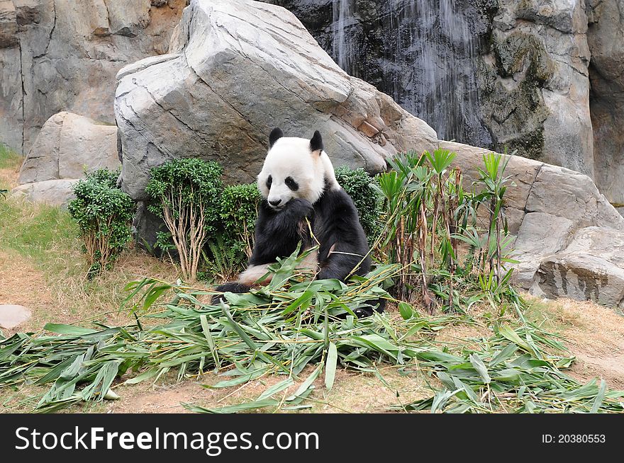 Giant panda is eating green bamboo leaf