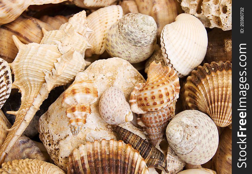Background made of a closeup of a pile of seashells. Background made of a closeup of a pile of seashells