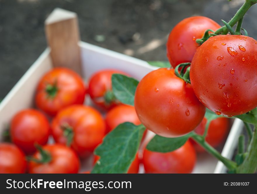 Ripe tomatoes ready for picking. Ripe tomatoes ready for picking