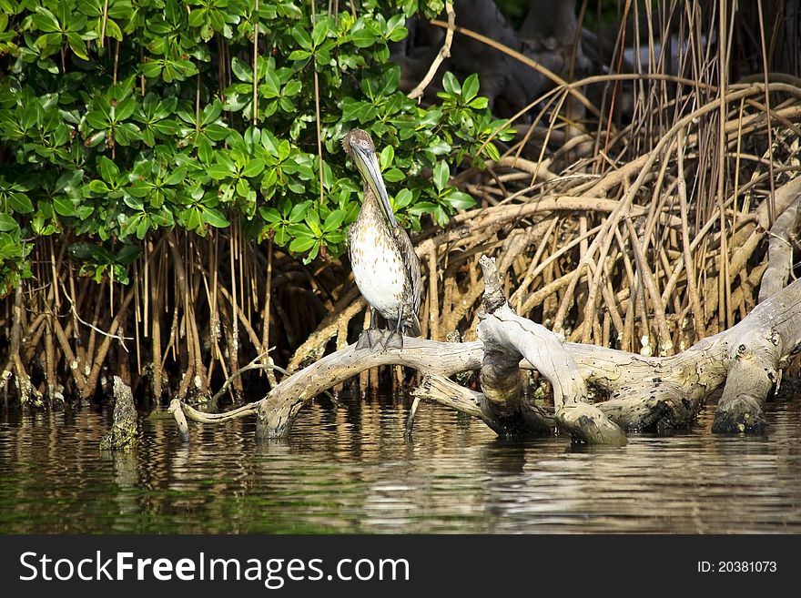 Brown pelican sitting on the roots of mangrove trees