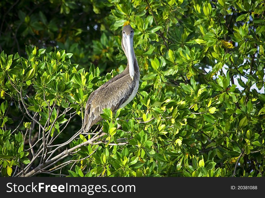 Brown Pelican Sitting On The Tree