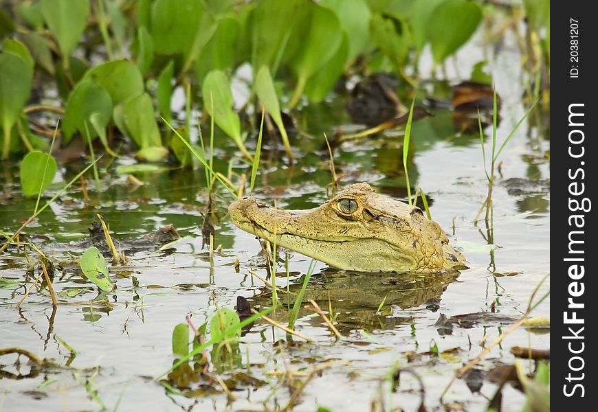 Young Spectacled Caiman showing his head