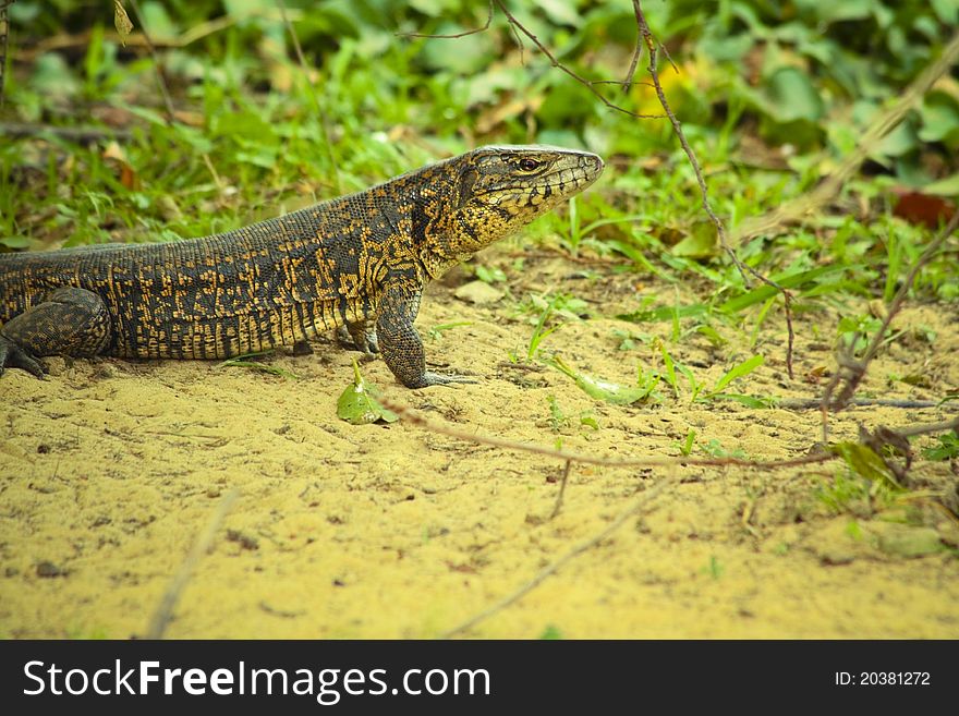 Tegu lizard standing on the ground with grass