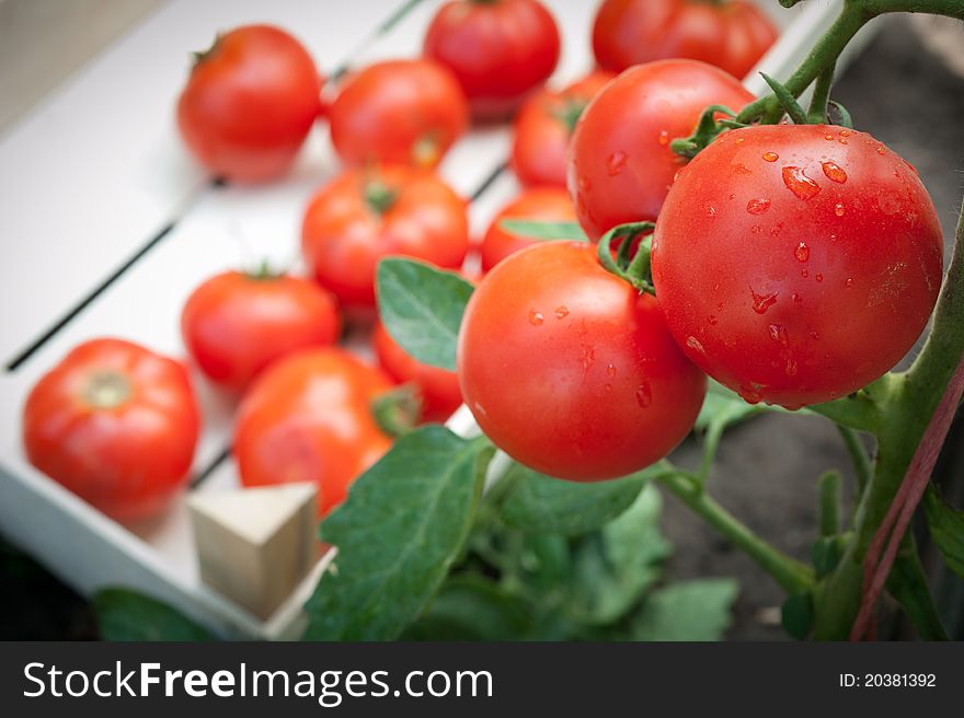 Ripe tomatoes ready for picking. Ripe tomatoes ready for picking