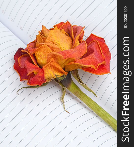 Dry rose on note paper background