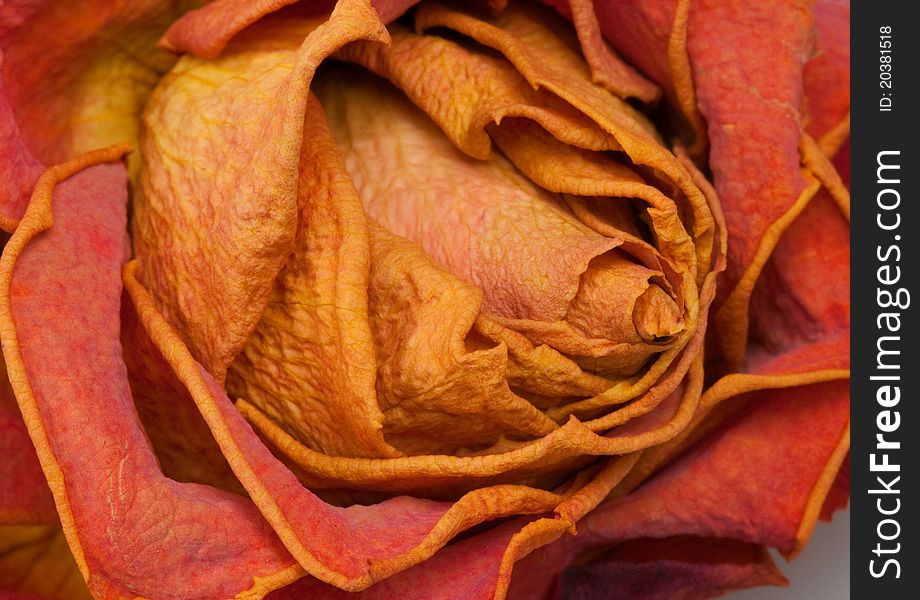 Dry red-orange rose close up. Dry red-orange rose close up