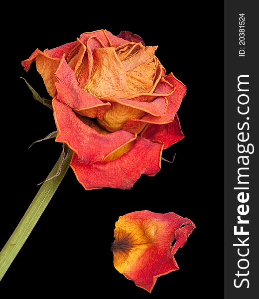 Dying orange rose on black background. Dying orange rose on black background