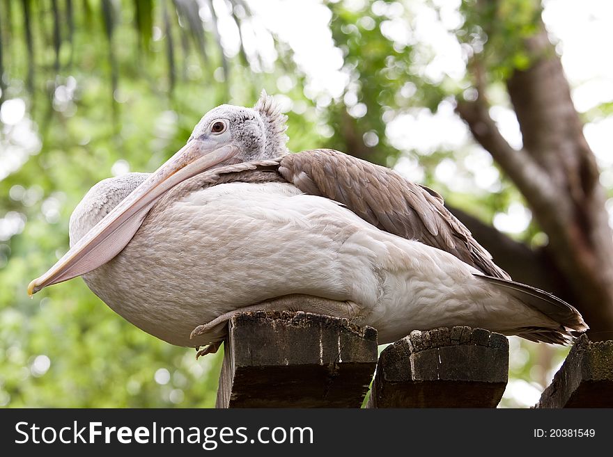 Pelican bird on the old wood.