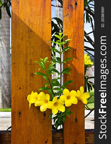 Yellow flowers beside the wooden fence. Yellow flowers beside the wooden fence.