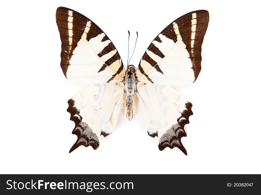 Brown and white butterfly Graphium decolor isolated on white background