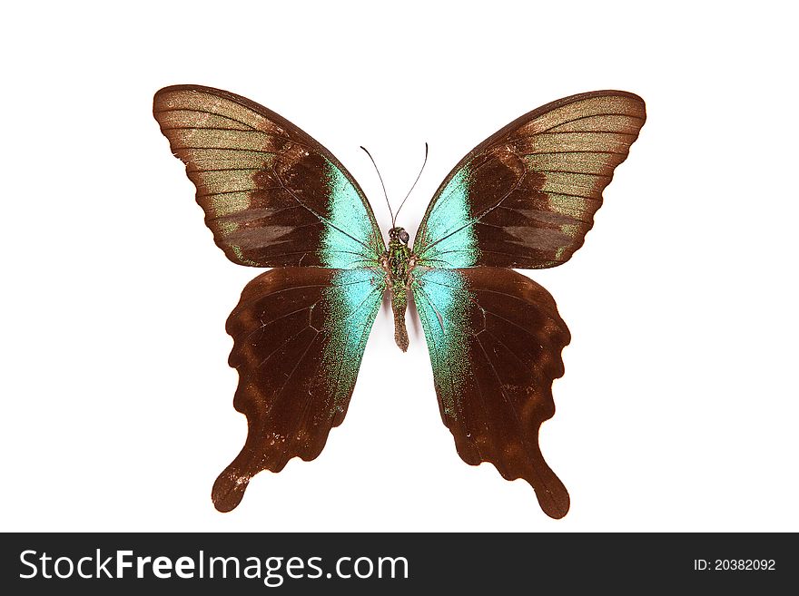 Black and green butterfly Papilio perantus isolated on white background