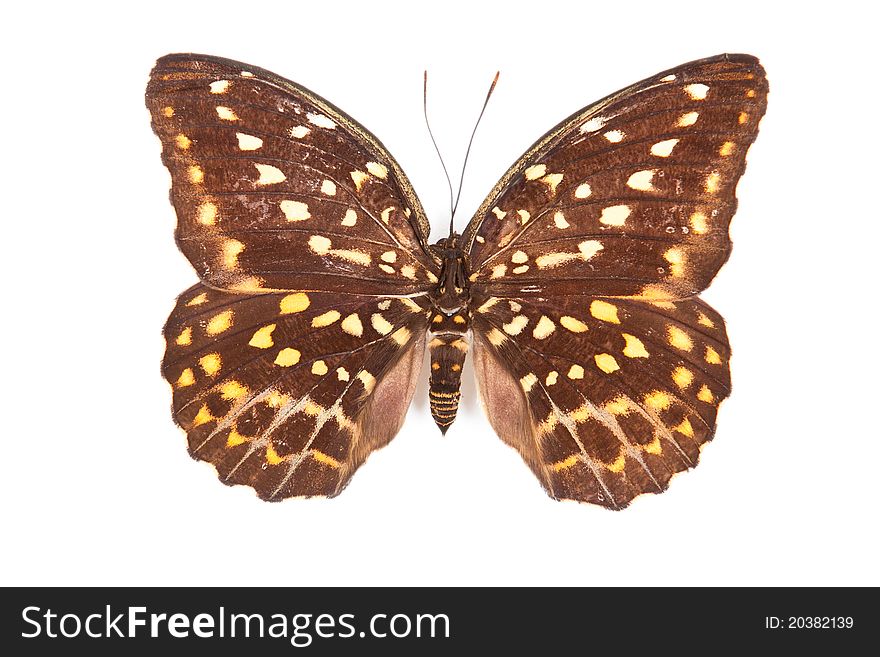 Brown and yellow butterfly Lexias pardalis elora isolated on white background