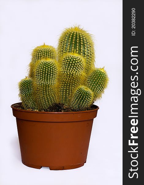 Beautiful bright green cactus in the brown flowerpot. Beautiful bright green cactus in the brown flowerpot