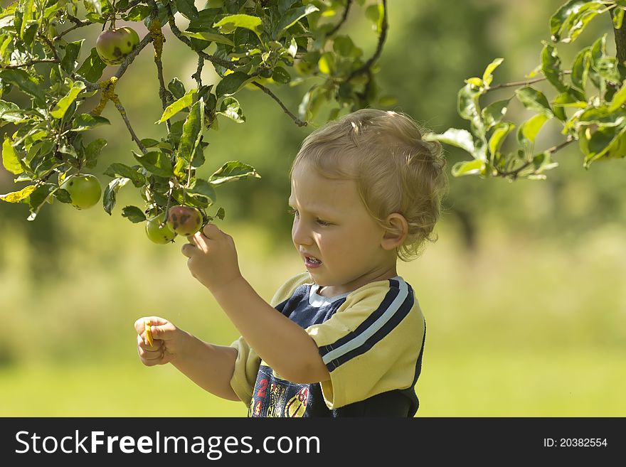 Blond boy rips an apple from a tree in the orchard. Blond boy rips an apple from a tree in the orchard
