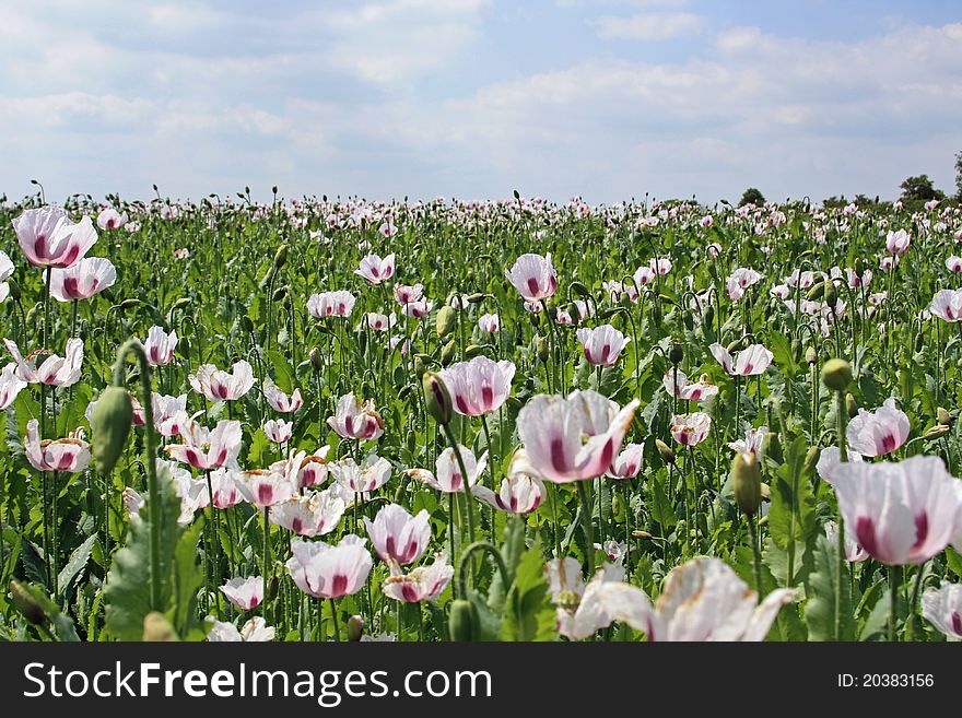 Poppies being grown as a commercial crop in Lincolnshire, England for use in pharmacuetical industry (For production of Morphine). Poppies being grown as a commercial crop in Lincolnshire, England for use in pharmacuetical industry (For production of Morphine)