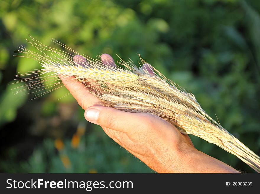 Yellow ears of rye in hand Ð¾f farmer in the evening