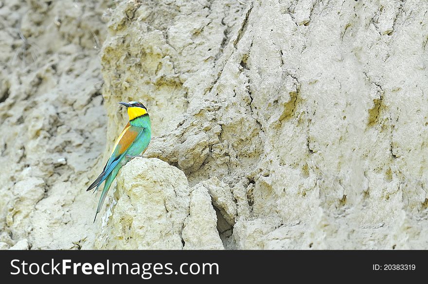 Bee-eaters (Merops Apiaster) in summer time