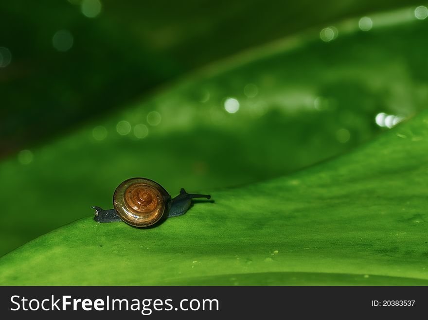 Snail On Green Leaf