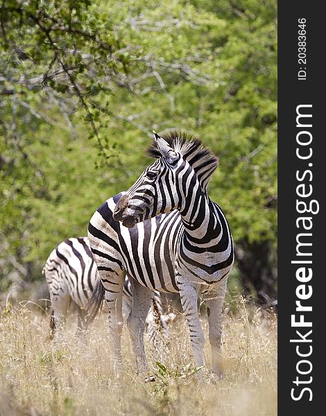 Zebra in Kruger National Park, South Africa