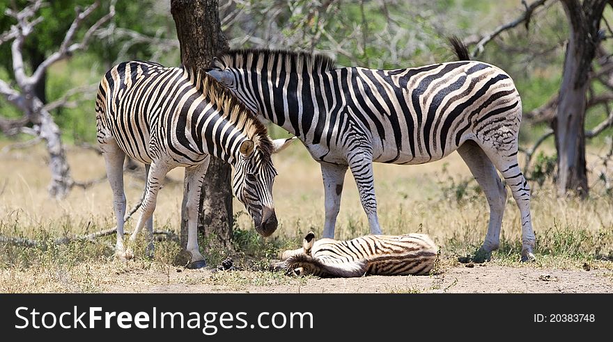 Zebras in Kruger National Park, South Africa