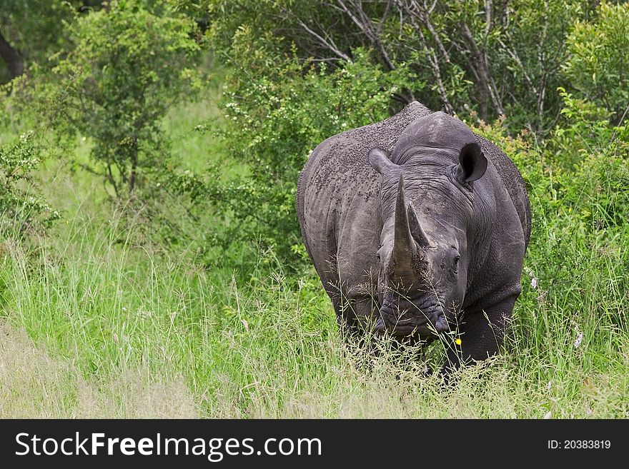 Rhinoceros in Kruger National Park, South Africa