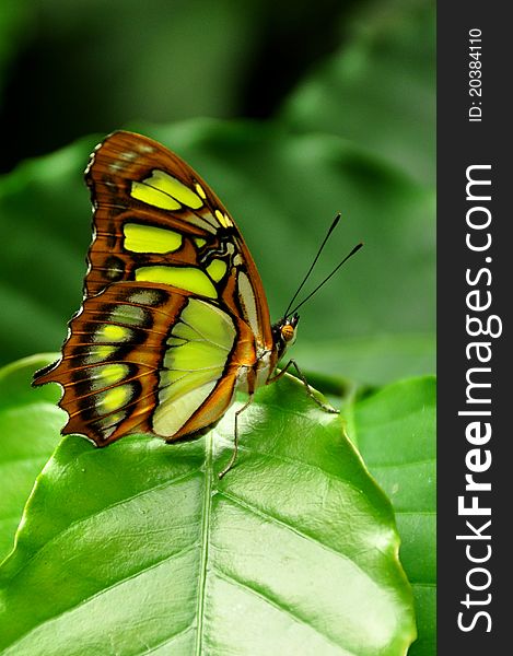 A proud Malachite butterfly poses for its photo. A proud Malachite butterfly poses for its photo.