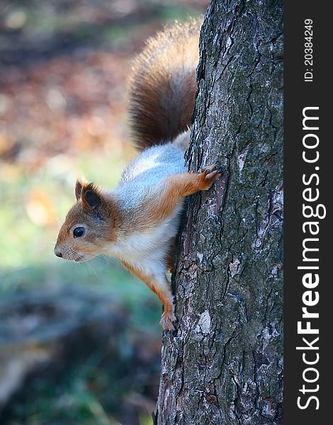 Squirrel on the tree at white background