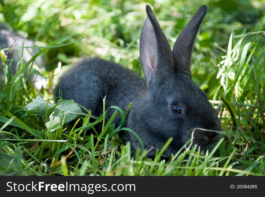 Little mammal rabbit on a green grass