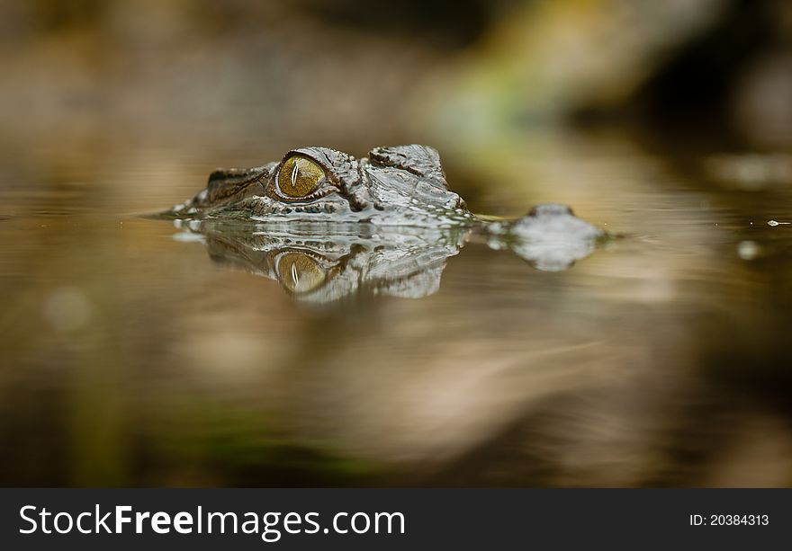 A close-up shot of a salt water crocodile (Crocodylus porosus) with reflection in the water. A close-up shot of a salt water crocodile (Crocodylus porosus) with reflection in the water