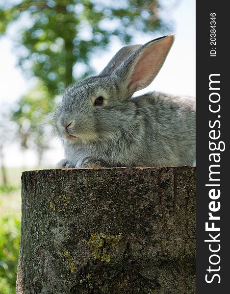 Little mammal rabbit on an oak stump