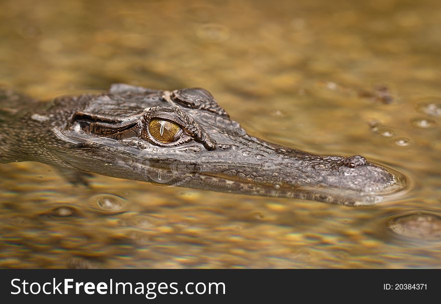 Close-up Shot Of Saltwater Crocodile