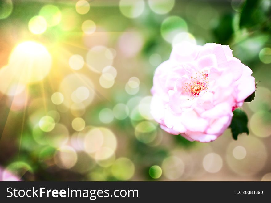 Abstract floral background with rose flower. Abstract floral background with rose flower