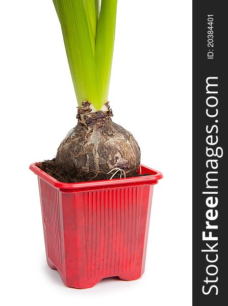 Potted hyacinth orientalis isolated on a white background