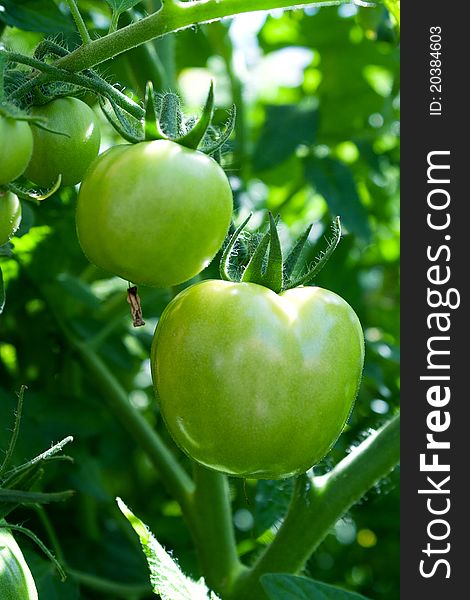 Some green tomatoes hang on a bush. It is a theme of vegetables.