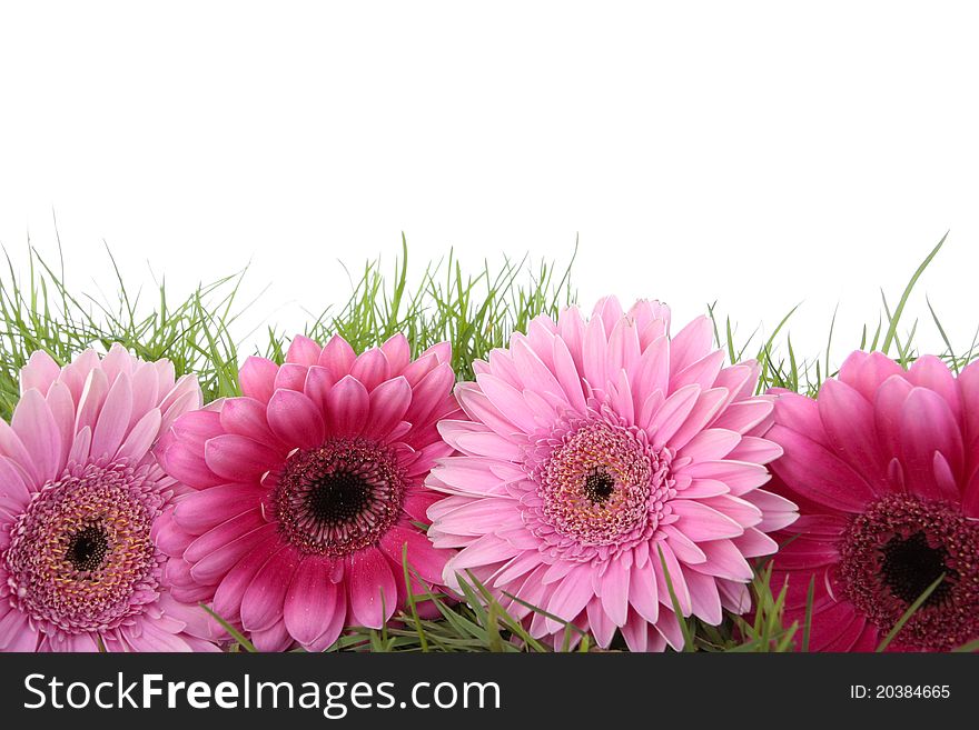 Pink Gerbera flower isolated on white background. Pink Gerbera flower isolated on white background
