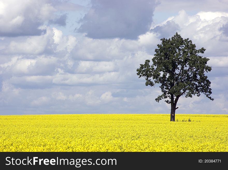 Rape Field And One Tree