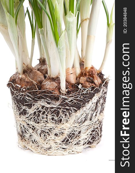 The roots of a crocus isolated on a white background.