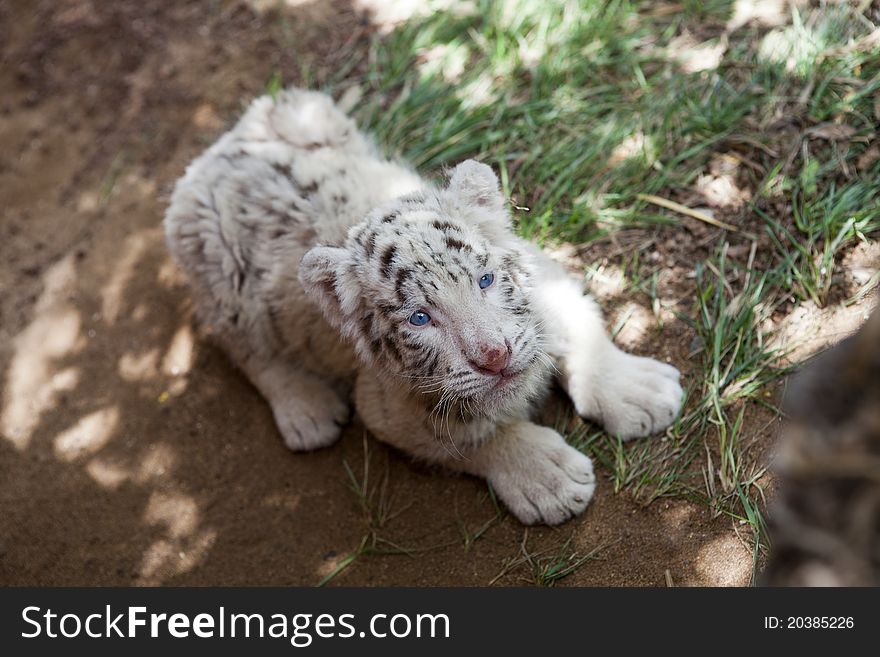 Baby white tiger 33 days old