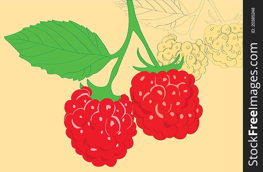Sprig Of Juicy Raspberries.