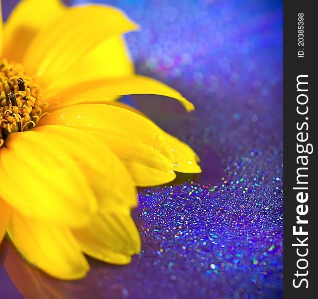 Single yellow flower on the abstract background. Single yellow flower on the abstract background.