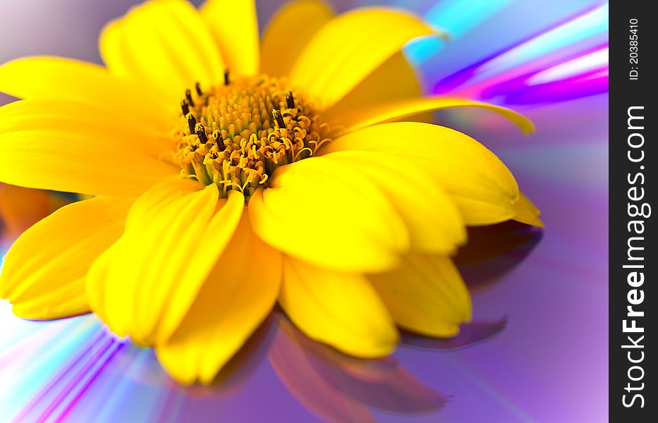 Single yellow flower on the abstract background. Single yellow flower on the abstract background.