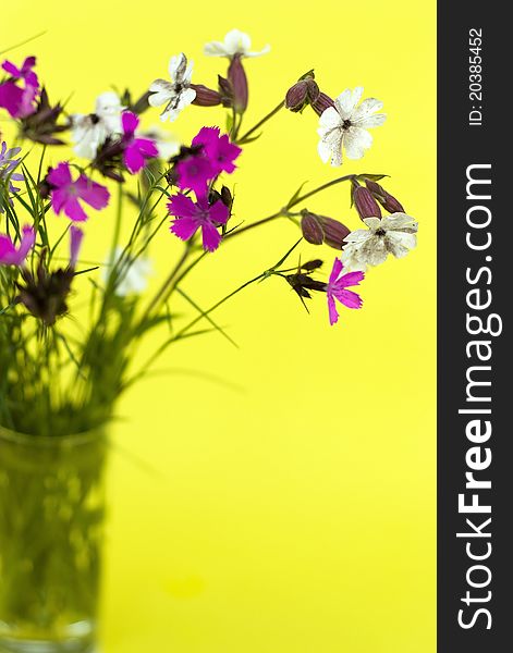 Purple and white wild flowers on a yellow background