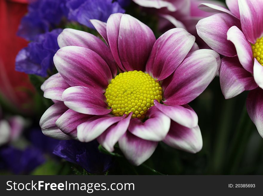 An image of a purple Chrysanthemum take closeup