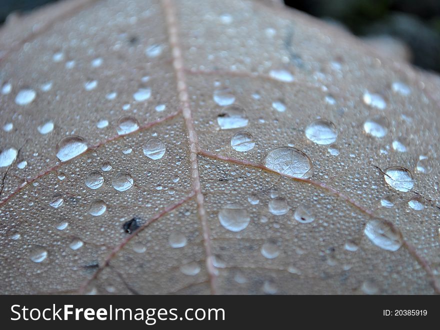 Dew drop on a leaf